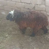 بره نر