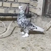 کبوتر رنگی و دورگ