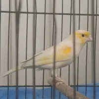 قناری موزایکی