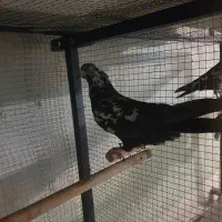 کفتر گم شده