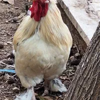 مرغ وخروس|حیوانات مزرعه|پردیس, شهرک صنعتی خرمدشت فاز ۷|دیوار