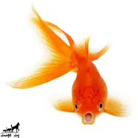 ماهی قرمز به تعداد گلدفیش