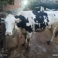 فروش گاو قربانی شکم اول