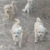 سگ پاکوتاه