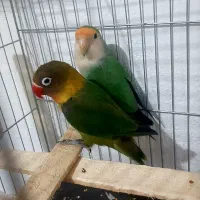 کتوله برزیلی