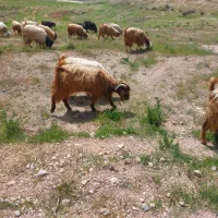 ۲۰ بز آبستن جوان