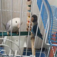 طوطی برزیلی اهلی