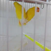 کوتوله ومرغ عشق