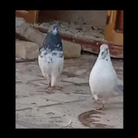 کبوتر کله جفت