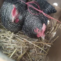 تخم نطفه دار امروک|حیوانات مزرعه|نوشهر, |دیوار