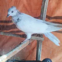 کبوتر کفتر|پرنده|رودان, |دیوار