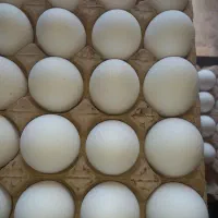 تخم مرغ مرغداری