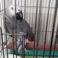 شاه کاسکو سخنگو دم قرمز