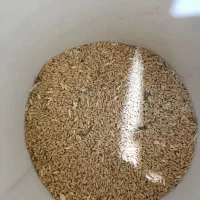 گندم|لوازم جانبی حیوانات|مشهد, آبکوه|دیوار