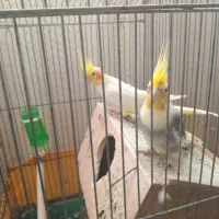 دوعدد‌طوطی‌عروس