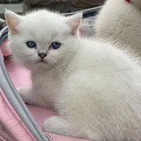 بچه گربه اشرافی|گربه|تهران, اکباتان|دیوار