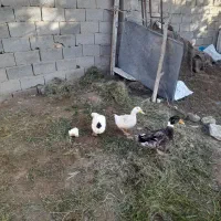اردک‌ نر و ماده تخم‌گذار