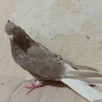 کبوتر|پرنده|کرمانشاه, |دیوار