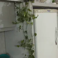 گل و گلدان|گل و گیاه طبیعی|تربتحیدریه, رضاشهر|دیوار