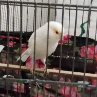 قناری ماده رسمی بلند|پرنده|تهران, باغ خزانه|دیوار