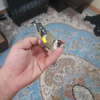 سهره  و گلبسر