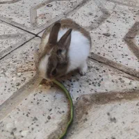 خرگوش
