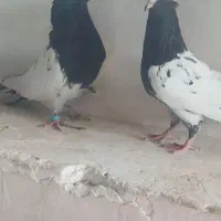کله‌ی سیاه جفت|پرنده|ملکان, |دیوار