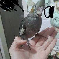 عروس هلندی گم شده