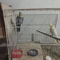 عروس هلندی یک جفت لتیونو واهویی1400000|پرنده|گرگان, |دیوار