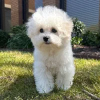 توله  دو ماهه نژاد بیچون فرایز  ( Bichon frize)
