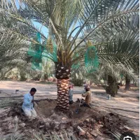 باغبانی در نخلستان|خدمات باغبانی و درختکاری|اهواز, غیزانیه|دیوار