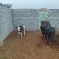 فروش ماده گاو