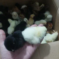 طیور امیر . قیمت جوجه و تخم مرغ در توضیحات