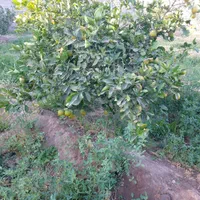 کشاورزی و ابیاری و نگهبانی