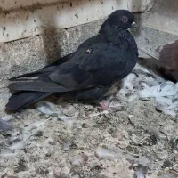 ۳ عدد گرفتنی