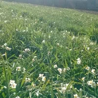 گل نرگس|گل و گیاه طبیعی|شیراز, عادل آباد|دیوار