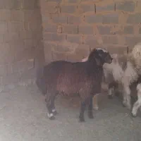 بره قوچ شال|حیوانات مزرعه|طسوج, |دیوار