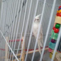 عروس هلندی البینو نر با قفس و تمام وسایل فروشی