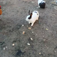 خرگوش|موش و خرگوش|سیمین شهر, |دیوار