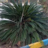 گل سیکاس|گل و گیاه طبیعی|بابل, |دیوار