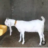 بزگلابی اصل