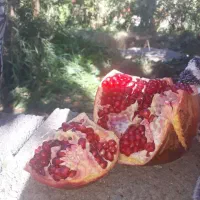 معاوضه باغ انار با پیش خرید خانه در منطقه ۱۴|پیشفروش املاک|قاهان, |دیوار