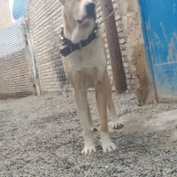 سگ نژاد دار