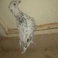 یک عدد سار کاکلی نر|پرنده|آیسک, |دیوار