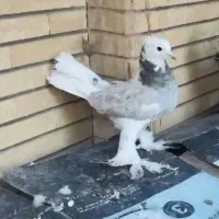 کفتر شازده هما پاپر