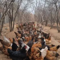 بهترین نژاد مرغ تخم گذار ایران