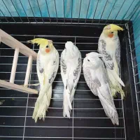 جوجه عروس هلندی تازه دونخور نژاد سخنگو