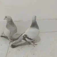 مورد فروشی