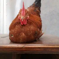 مرغ و خروس خانه گی|حیوانات مزرعه|مشهد, انصار|دیوار