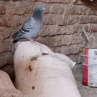 کفتر درجه یک|پرنده|رشتخوار, |دیوار